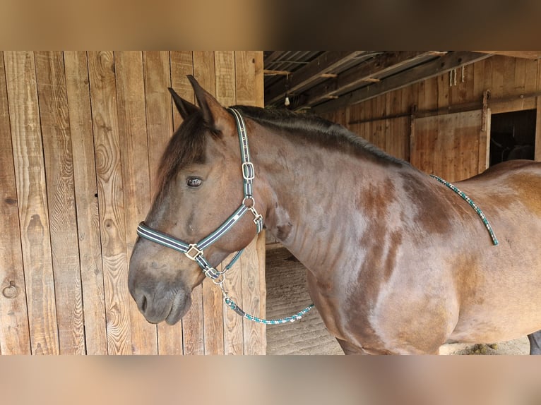 Noriker Wałach 12 lat 165 cm Kara in Büttelborn