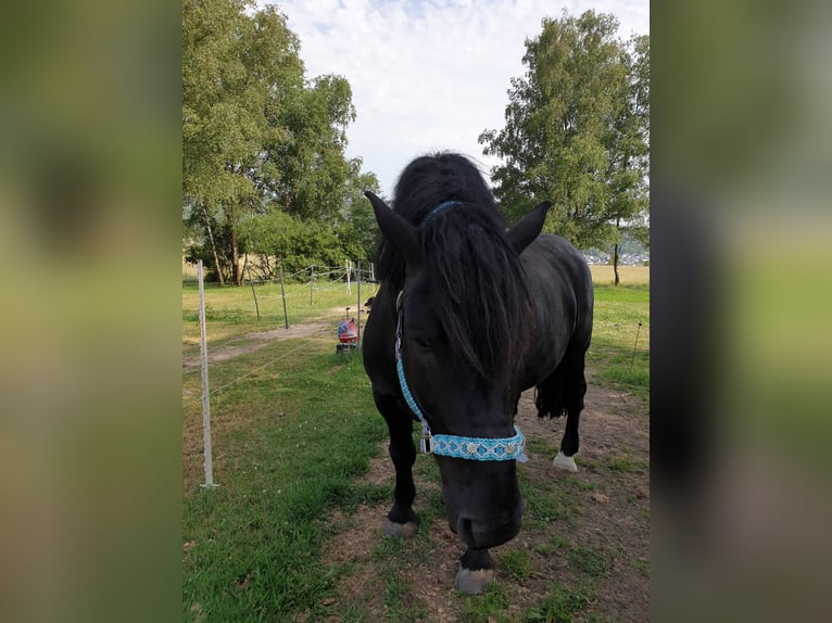 Noriker Wałach 12 lat 165 cm Kara in Haiger