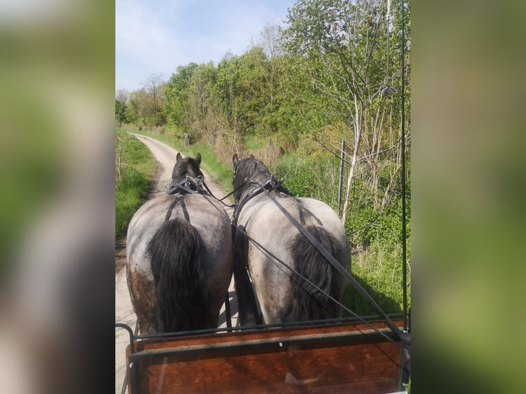 Noriker Wałach 12 lat Stalowosiwy in Krems