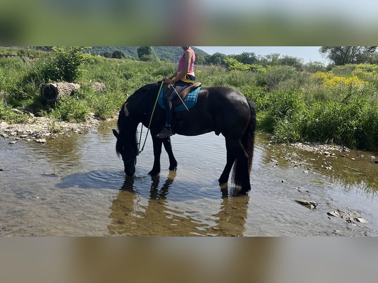 Noriker Mix Wałach 13 lat 160 cm Ciemnogniada in Sinzig