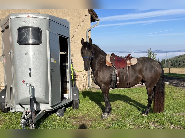 Noriker Mix Wałach 13 lat 160 cm Ciemnogniada in Sinzig