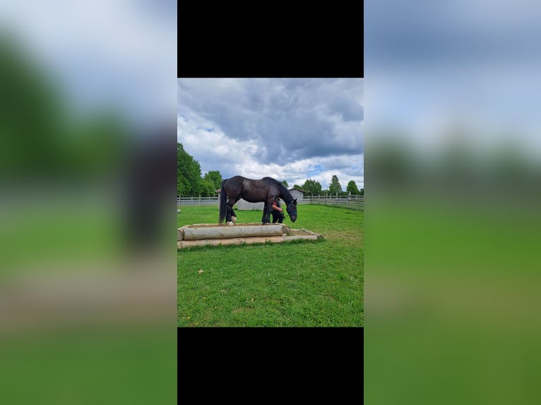 Noriker Wałach 14 lat 167 cm Kara in Achstetten