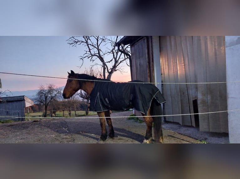 Noriker Mix Wałach 27 lat 168 cm Gniada in Graslhof