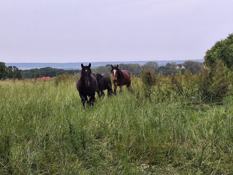 Noriker Wałach 3 lat 153 cm Kara in Loipersbach im Burgenland
