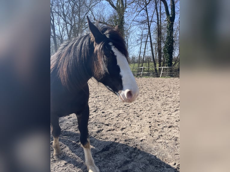 Noriker Wałach 3 lat 155 cm Kara in Schloß Holte-Stukenbrock