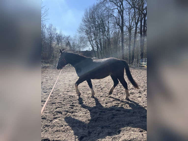 Noriker Wałach 3 lat 155 cm Kara in Schloß Holte-Stukenbrock