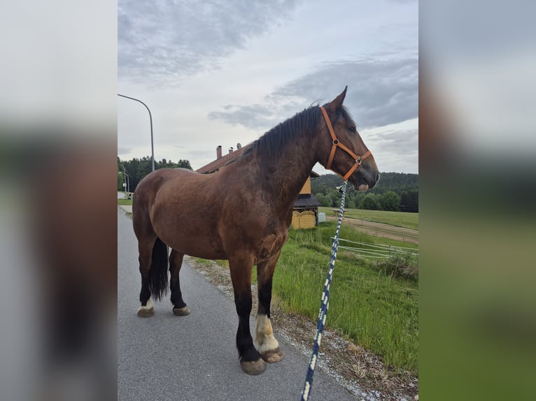 Noriker Wałach 3 lat 164 cm Ciemnogniada in Deggendorf