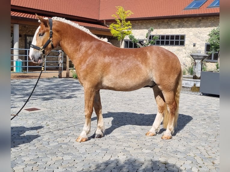 Noriker Wałach 3 lat 166 cm Ciemnokasztanowata in Neusäß