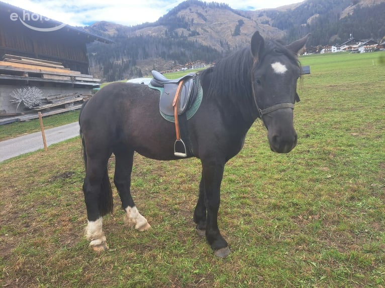 Noriker Wałach 3 lat  in Obertilliach