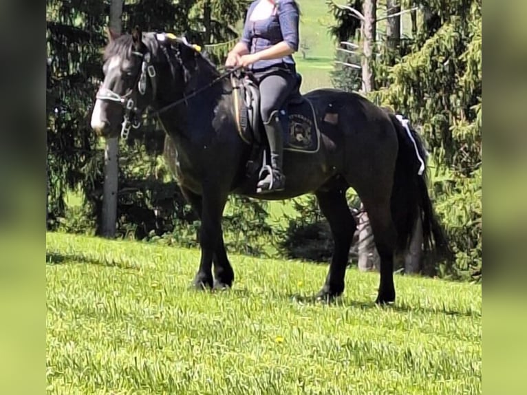 Noriker Wałach 4 lat 152 cm Skarogniada in Salzburg