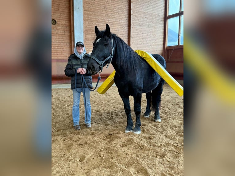 Noriker Wałach 4 lat 160 cm Kara in Achstetten