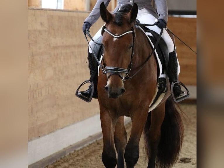 Noriker Wałach 4 lat 163 cm Gniada in Kirchdorf i.T.