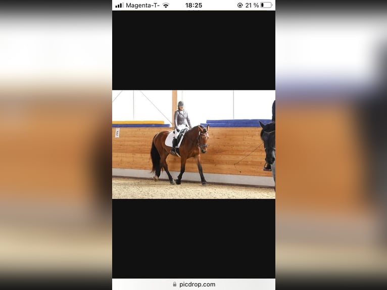 Noriker Wałach 4 lat 163 cm Gniada in Kirchdorf in Tirol