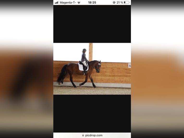 Noriker Wałach 4 lat 163 cm Gniada in Kirchdorf in Tirol