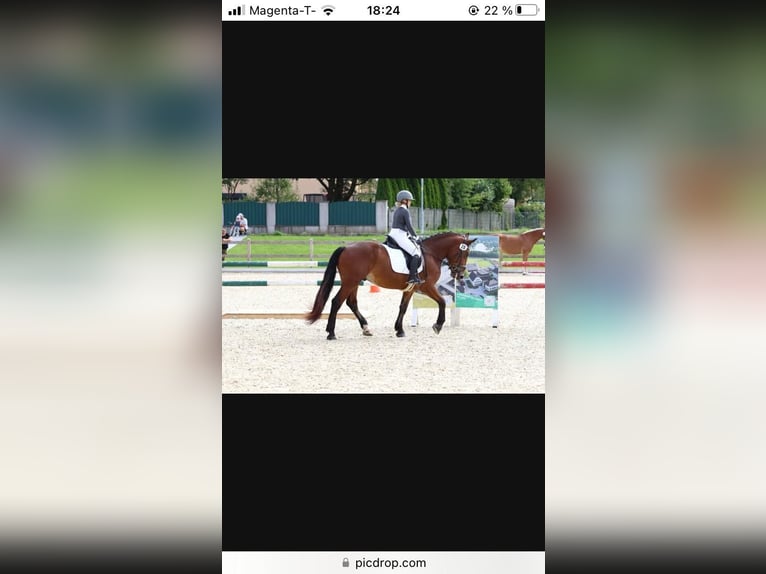 Noriker Wałach 4 lat 163 cm Gniada in Kirchdorf in Tirol