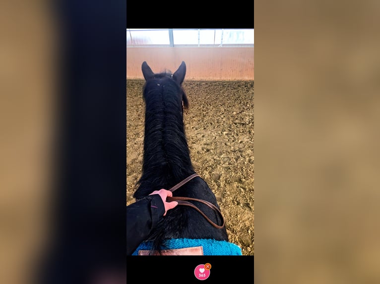 Noriker Wałach 4 lat 164 cm Stalowosiwy in Ottweiler