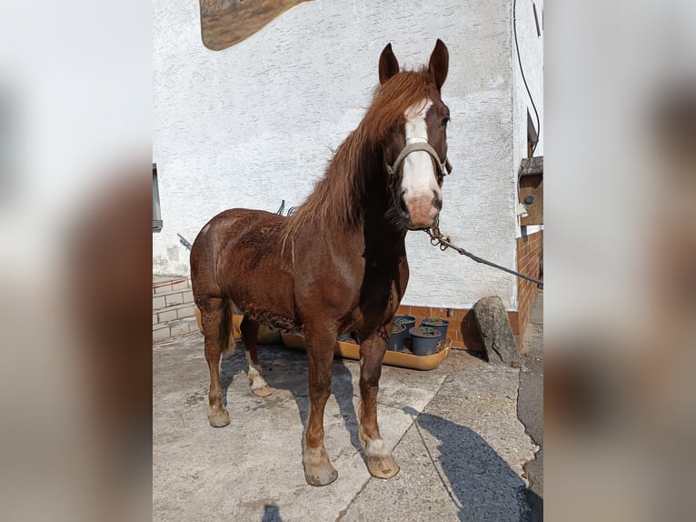 Noriker Wałach 4 lat 165 cm Kasztanowata in Bad Kötzting