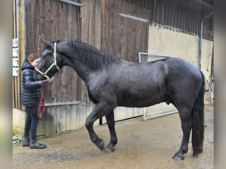Noriker Mix Wałach 4 lat  in Klettgau