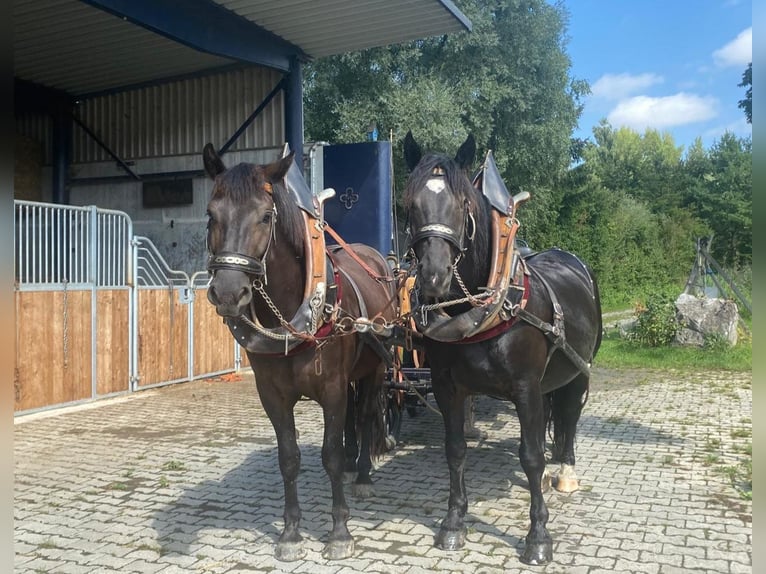 Noriker Mix Wałach 4 lat  in Klettgau