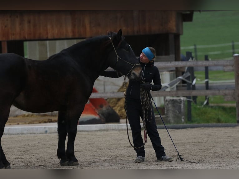 Noriker Wałach 5 lat 161 cm Ciemnogniada in Thalgau
