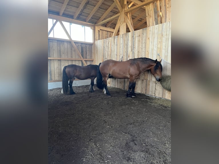 Noriker Wałach 5 lat 163 cm Gniada in KemptenKempten