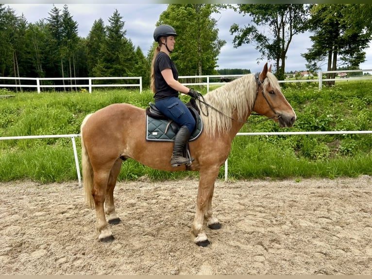Noriker Wałach 5 lat 163 cm Kasztanowata in Pelmberg