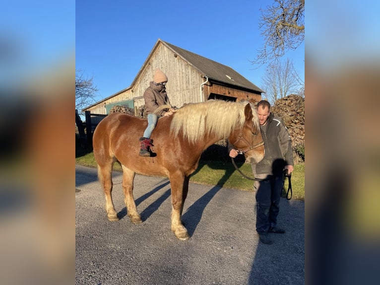Noriker Wałach 5 lat 163 cm Kasztanowata in Pelmberg