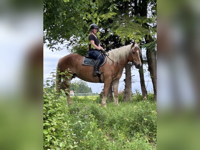 Noriker Wałach 5 lat 163 cm Kasztanowata in Pelmberg