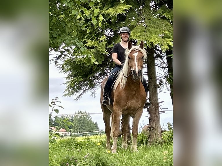 Noriker Wałach 5 lat 163 cm Kasztanowata in Pelmberg