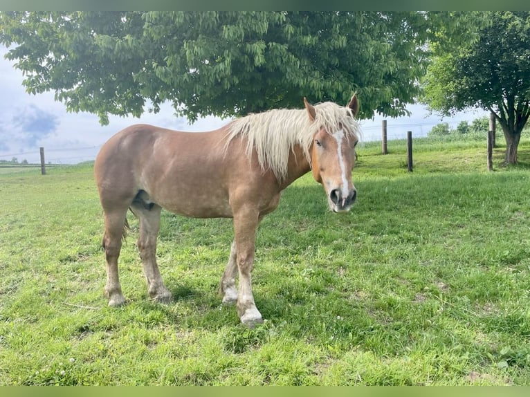 Noriker Wałach 5 lat 163 cm Kasztanowata in Pelmberg