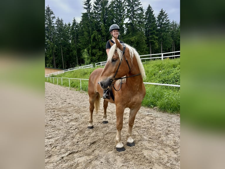 Noriker Wałach 5 lat 163 cm Kasztanowata in Pelmberg