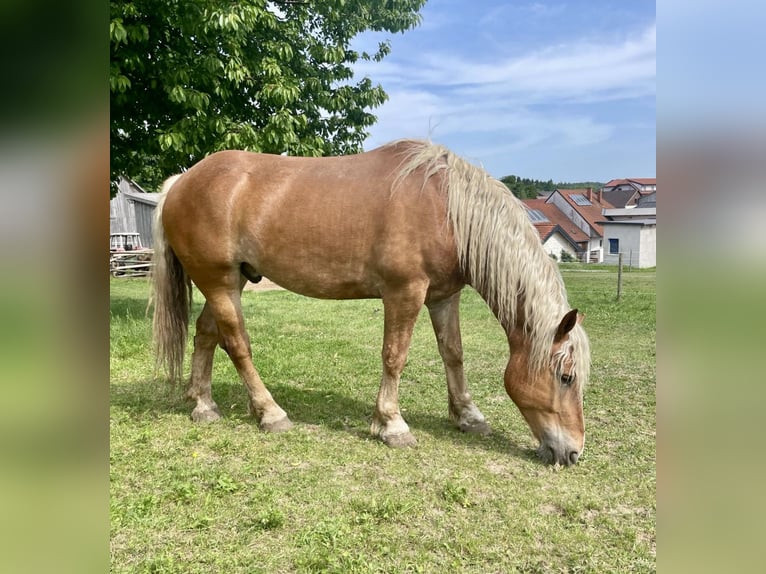 Noriker Wałach 5 lat 163 cm Kasztanowata in Pelmberg