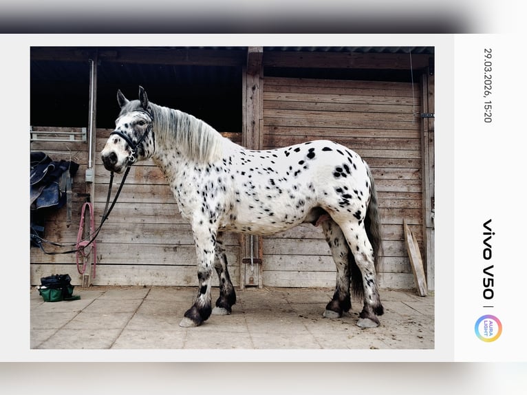 Noriker Wałach 5 lat 163 cm Tarantowata in Gallizien