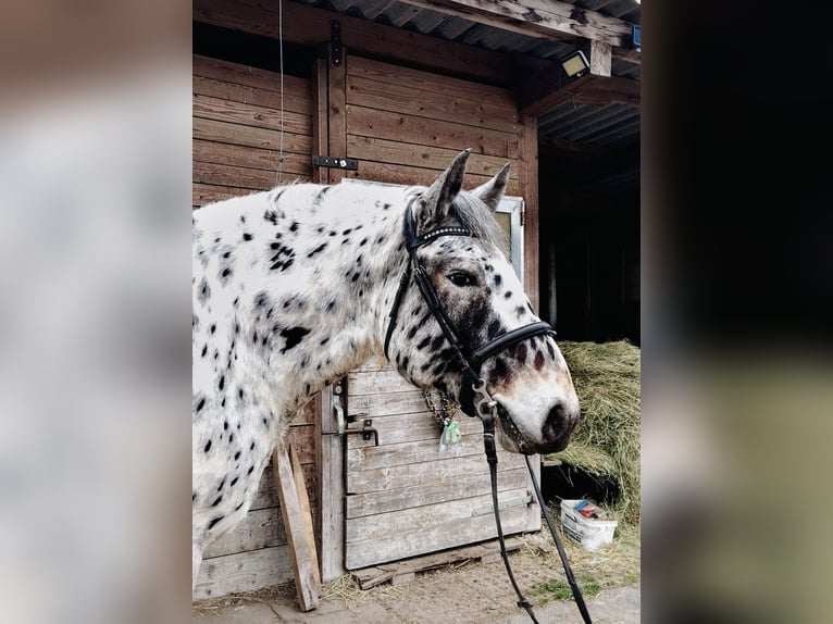 Noriker Wałach 5 lat 163 cm Tarantowata in Gallizien