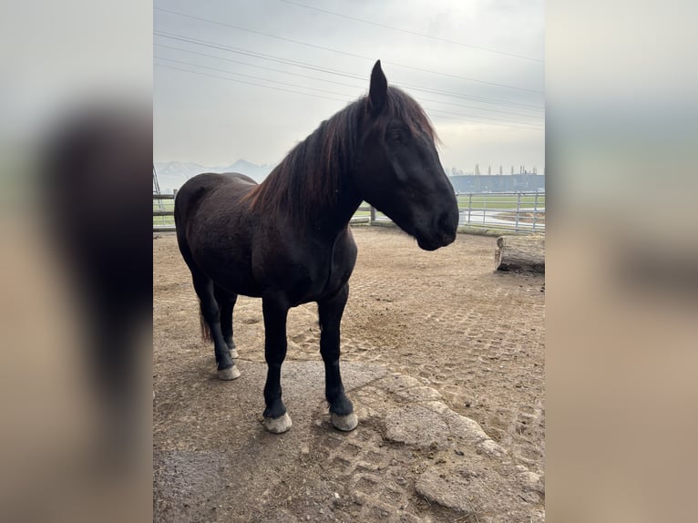 Noriker Wałach 5 lat 165 cm Kara in Hard