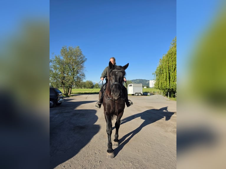 Noriker Wałach 5 lat 165 cm Kara in Hard