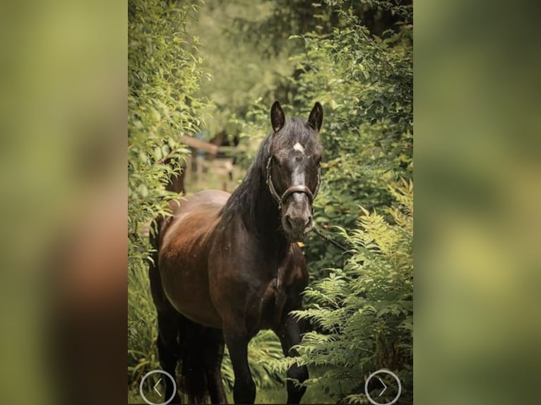 Noriker Wałach 5 lat 165 cm Kara in Liebensdorf