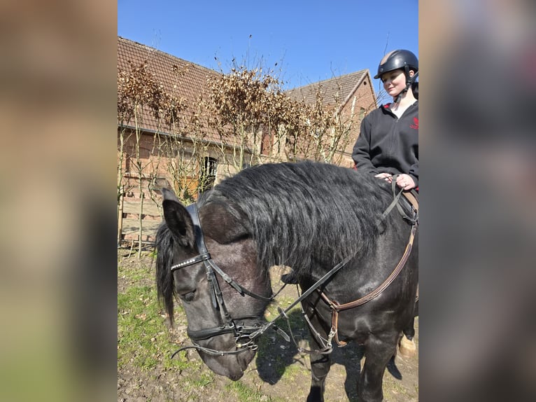 Noriker Wałach 5 lat 168 cm Kara in Warendorf