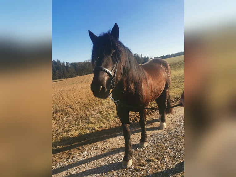 Noriker Wałach 5 lat 168 cm Kara in Tacherting
