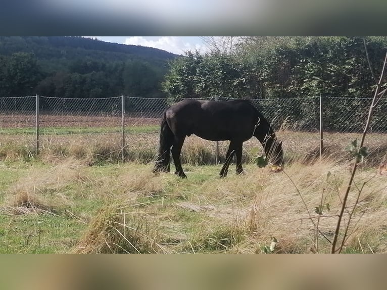 Noriker Wałach 5 lat 170 cm Kara in Titz