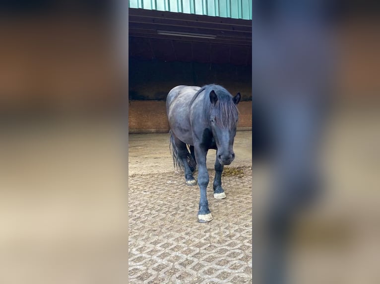 Noriker Wałach 5 lat 175 cm Kara in Markt Indersdorf