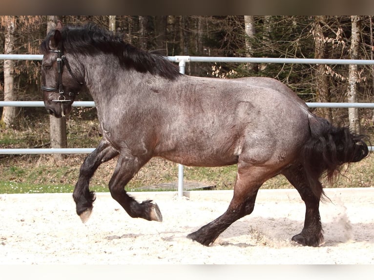 Noriker Wałach 5 lat 175 cm Karodereszowata in Safenwil