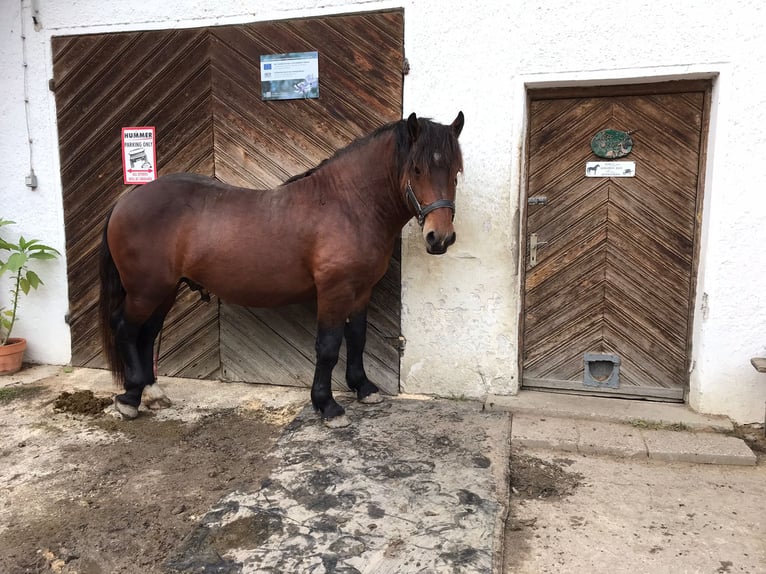 Noriker Wałach 6 lat 162 cm  in Gangkofen