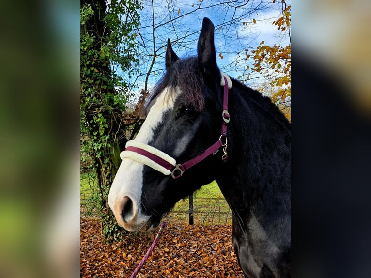 Noriker Wałach 6 lat 163 cm Kara in Gelsenkirchen