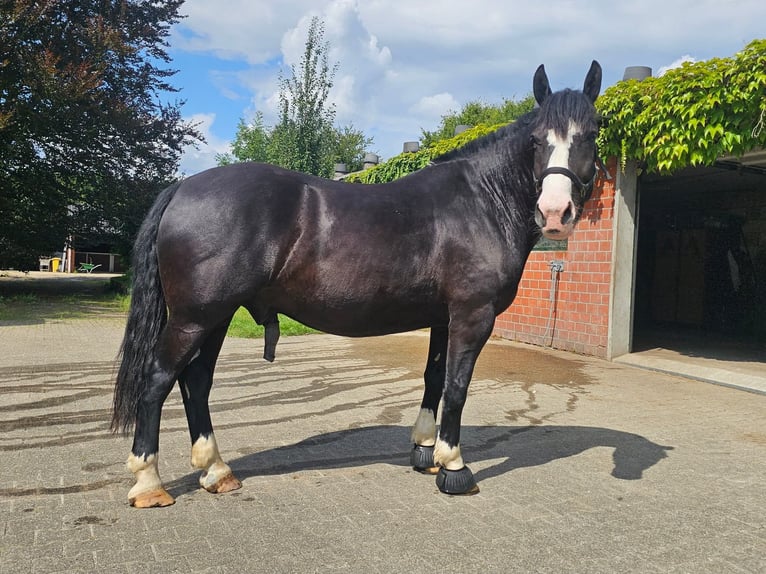 Noriker Wałach 6 lat 163 cm Kara in Gelsenkirchen