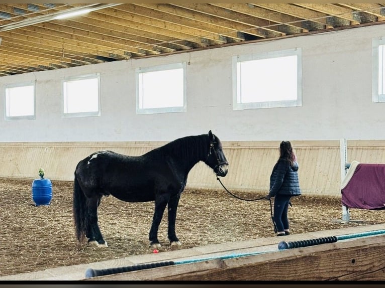 Noriker Wałach 6 lat 164 cm Tarantowata in Lindberg