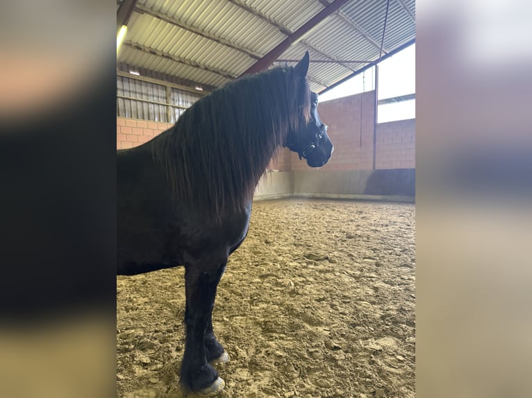 Noriker Wałach 6 lat 165 cm Kara in Lügde