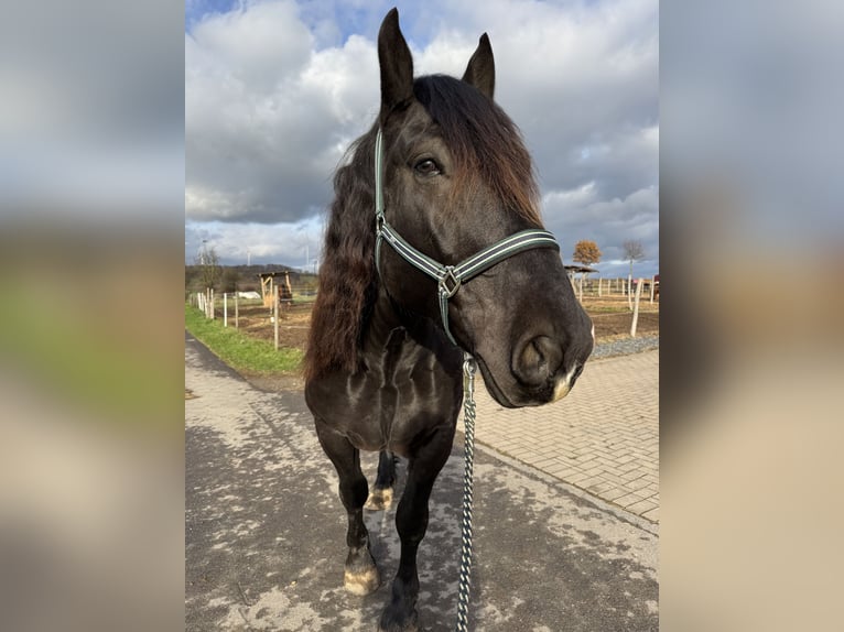 Noriker Wałach 6 lat 165 cm Kara in Lügde