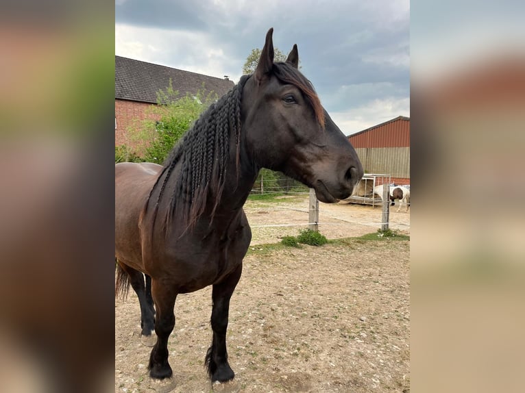 Noriker Wałach 6 lat 165 cm Kara in Lügde