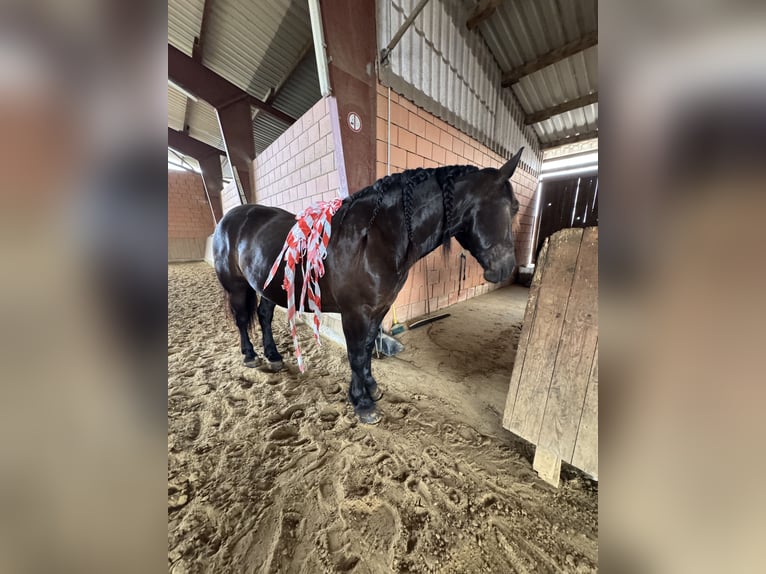 Noriker Wałach 6 lat 165 cm Kara in Lügde